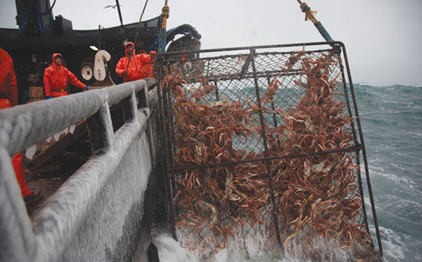 Millions of crabs disappear from the Alaskan coast - Iberland