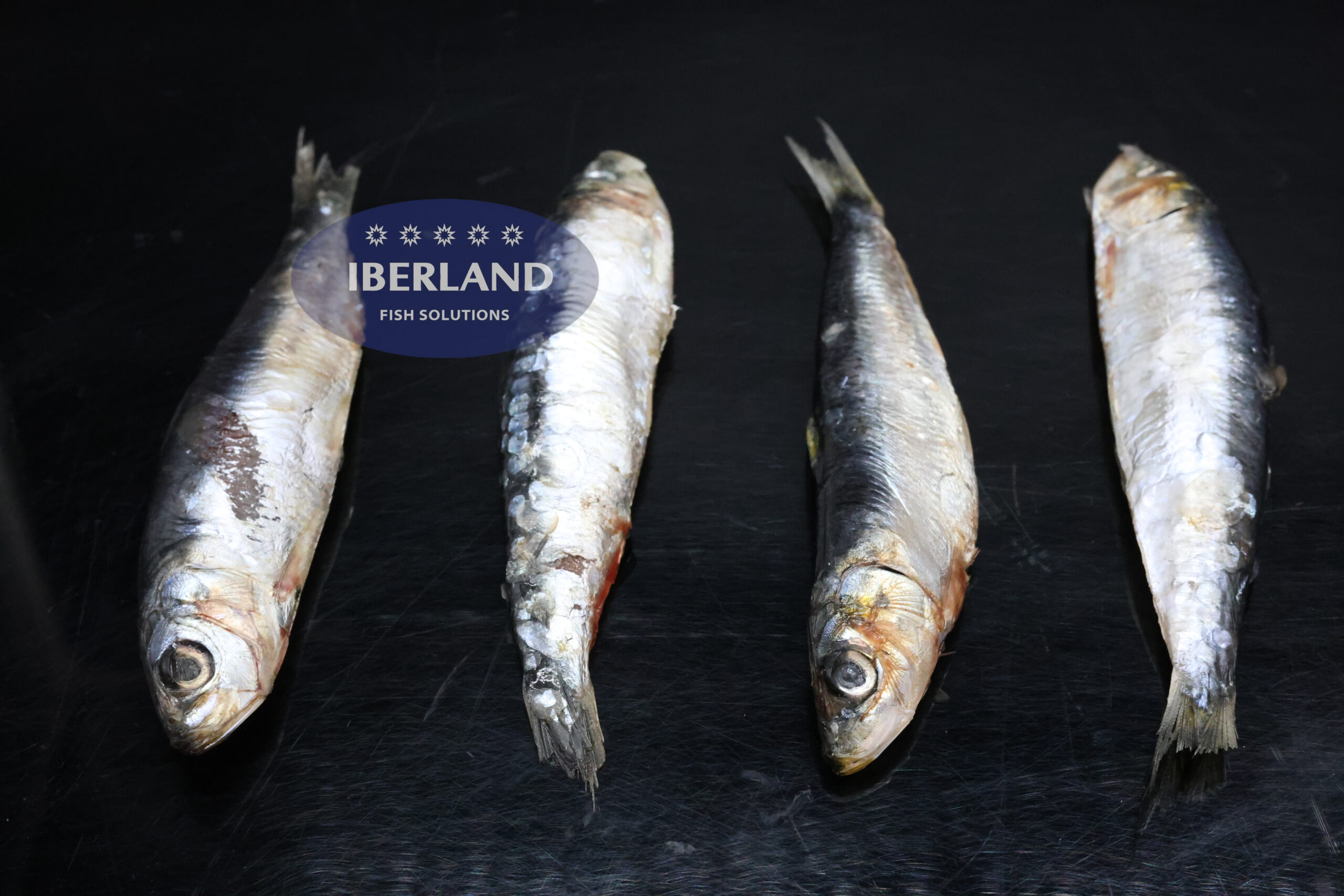 Sardina Entera